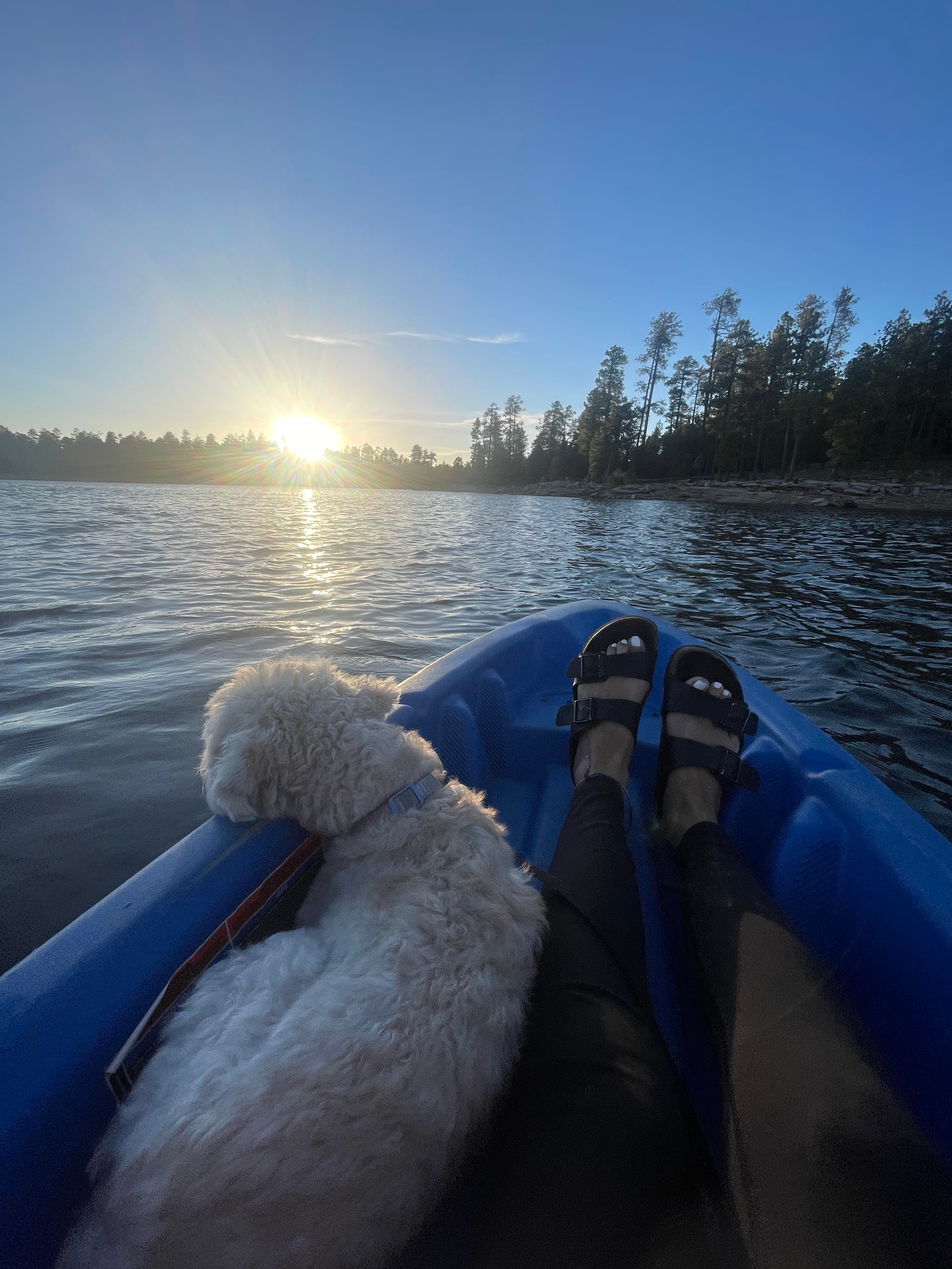 Fluffy white dog and person in a blue kayak on a lake at sunset.