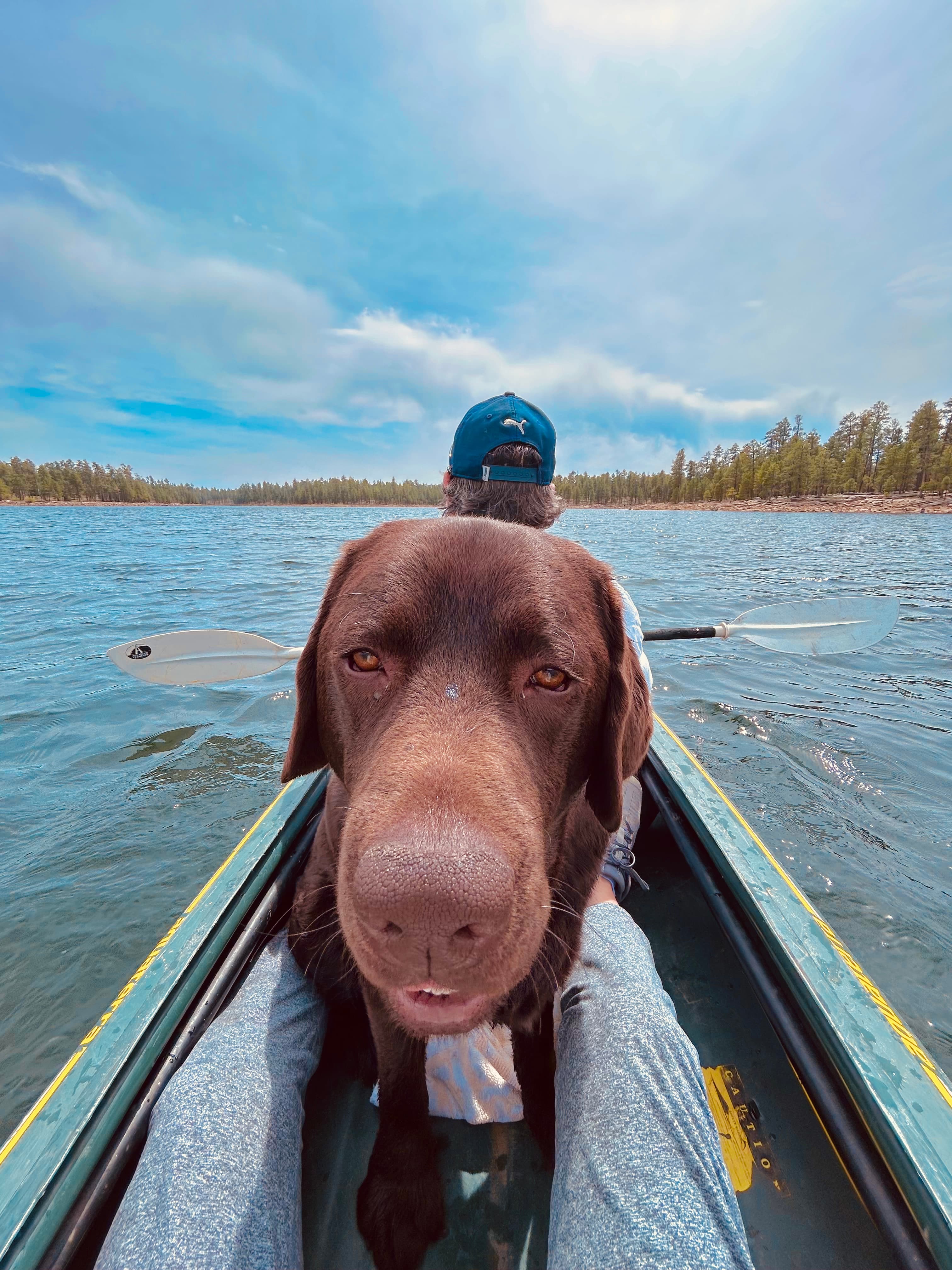 Chocolate Labrador retriever sits in a kayak on a lake with a person paddling behind.