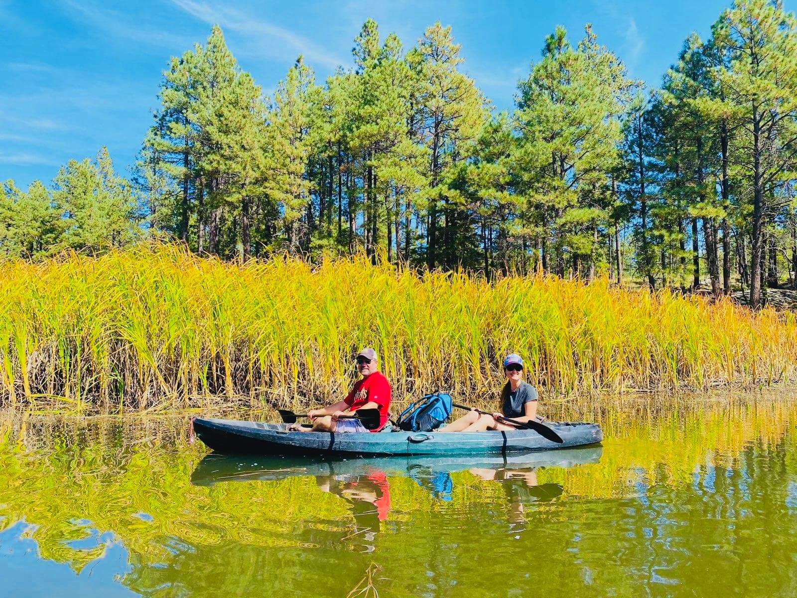 Man and woman kayaking on a calm lake past tall yellow reeds and pine trees.